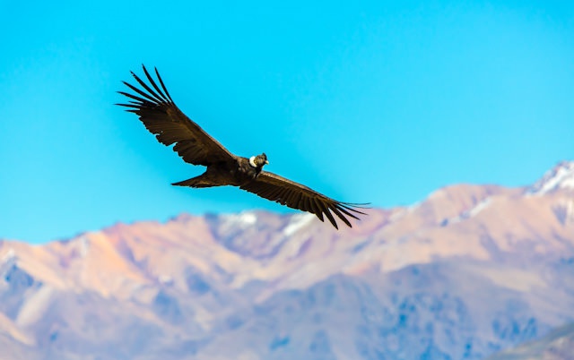 3 - Soaring condor in the Colca Canyon, Peru