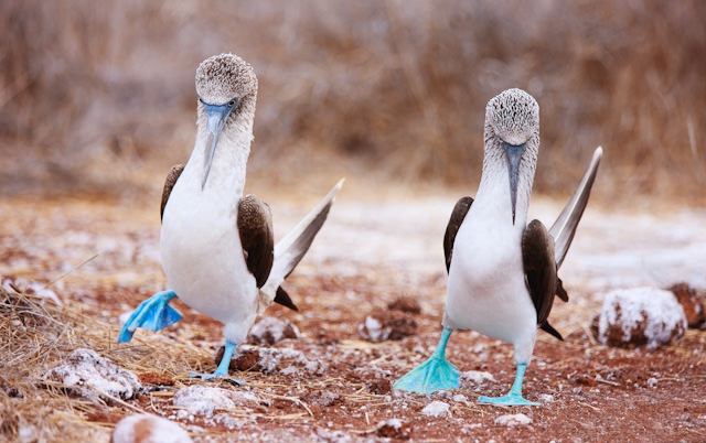 1 - Blue footed boobies doing their mating dance..