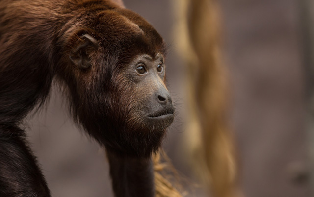 3 - Howler monkey.jpg